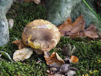 Vagevuurbos an Lippensgoed-Bulskampveld (Belgium)